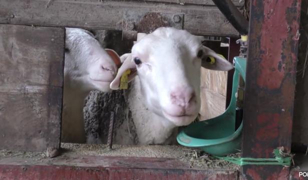 Animalité